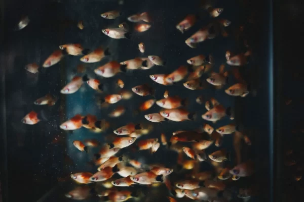 Small orange fish aquarium