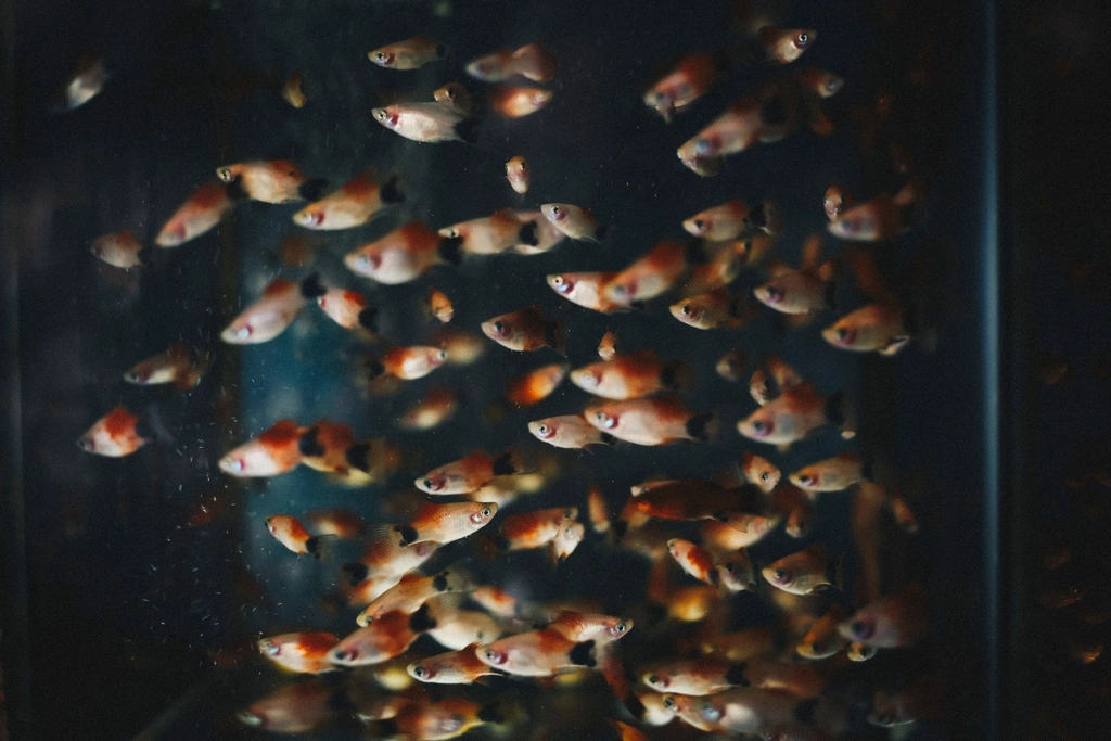 Small orange fish aquarium